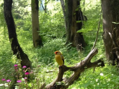 金翅雀的栖息地，探索非洲与热带雨林的多样性