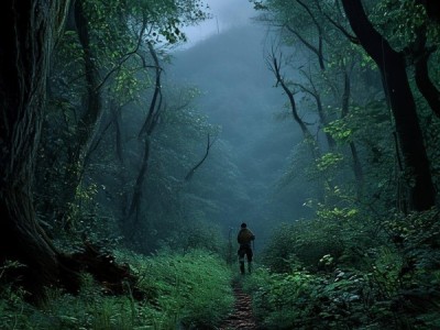 探索神秘森林 hill的奥秘之旅