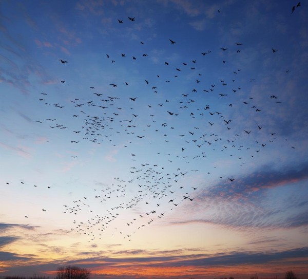秋风送雁，秋去何处？——大雁南迁的迁徙密码